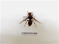 藏品(黃腳虎頭蜂)的圖片